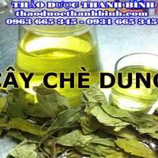 Địa chỉ mua bán cây chè dung cung tại Bắc Giang giá tốt nhất