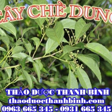 Địa chỉ mua bán cây chè dung tại Bắc Giang uy tín chất lượng