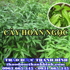 Địa chỉ mua bán cây hoàn ngọc tại Điện Biên giá tốt nhất