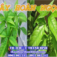 Địa chỉ mua bán cây hoàn ngọc tại Điện Biên uy tín chất lượng