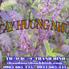 Địa chỉ mua bán cây hương nhu tại Đồng Nai giá tốt nhất