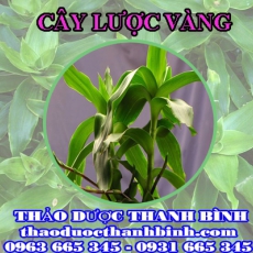Địa chỉ mua bán cây lược vàng tại Điện Biên giá tốt nhất