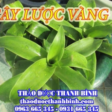 Địa chỉ mua bán cây lược vàng tại Điện Biên uy tín chất lượng