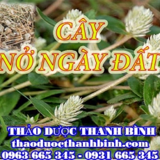 Địa chỉ mua bán cây nở ngày đất tại Cà Mau uy tín chất lượng