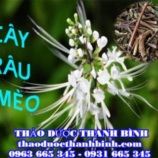 Địa chỉ mua bán cây râu mèo tại Cà Mau giá tốt nhất