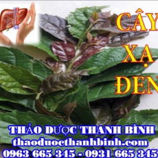 Địa chỉ mua bán cây xạ đen tại Bình Định uy tín chất lượng