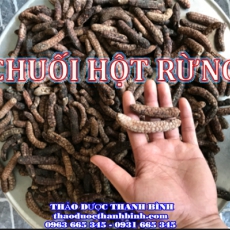 Địa chỉ mua bán chuối hột rừng tại Bà Rịa - Vũng Tàu uy tín chất lượng