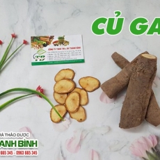 Địa chỉ mua bán củ gai tại Cao Bằng uy tín chất lượng