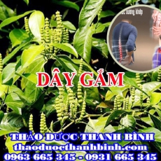 Địa chỉ mua bán dây gắm tại Đà Nẵng giá tốt nhất