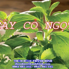 Địa chỉ mua bán cây cỏ ngọt tại An Giang uy tín chất lượng