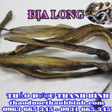 Địa chỉ mua bán địa long tại Hải Dương giá tốt nhất