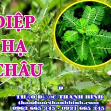 Địa chỉ mua bán diệp hạ châu tại Bến Tre giá tốt nhất