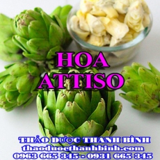 Địa chỉ mua bán hoa atiso tại Bắc Kạn giá tốt nhất