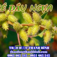 Địa chỉ mua bán ké đầu ngựa tại Điện Biên uy tín chất lượng