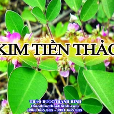 Địa chỉ mua bán kim tiền thảo tại Bà Rịa - Vũng Tàu giá tốt nhất