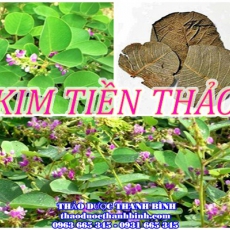 Địa chỉ mua bán kim tiền thảo tại Bà Rịa - Vũng Tàu uy tín chất lượng