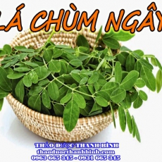 Địa chỉ mua bán lá chùm ngây tại Bà Rịa Vũng Tàu giá tốt nhất