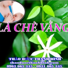Lá chè vằng