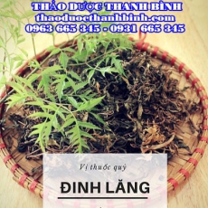 Địa chỉ mua bán lá đinh lăng tại Cà Mau giá tốt nhất