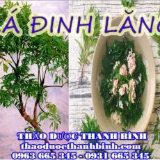 Địa chỉ mua bán lá đinh lăng tại Cà Mau uy tín chất lượng