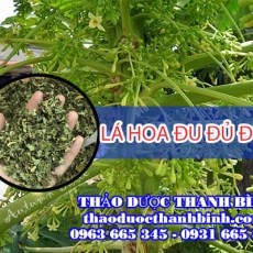 Địa chỉ mua bán lá hoa đu đủ đực tại Bình Định giá tốt nhất
