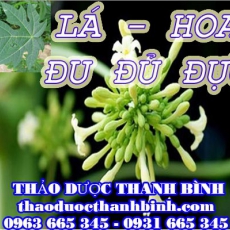 Địa chỉ mua bán lá hoa đu đủ đực tại Bình Định uy tín chất lượng