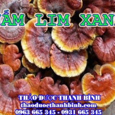 Địa chỉ mua bán nấm lim xanh tại Cao Bằng uy tín chất lượng