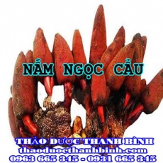 Địa chỉ mua bán nấm ngọc cẩu tại Cần Thơ giá tốt nhất