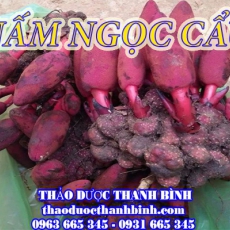 Địa chỉ mua bán nấm ngọc cẩu tại Cần Thơ uy tín chất lượng