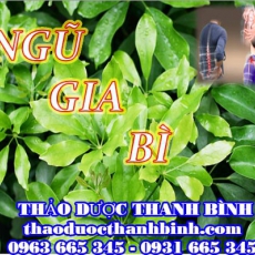 Địa chỉ mua bán ngũ gia bì tại Bắc Ninh uy tín chất lượng