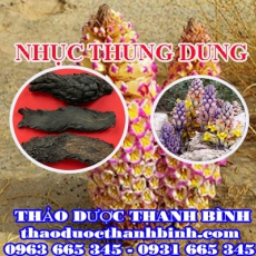 Địa chỉ mua bán nhục thung dung tại Cao Bằng giá tốt nhất