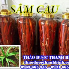 Địa chỉ mua bán sâm cau tại Điện Biên uy tín chất lượng