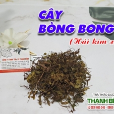 Địa điểm bán cây bòng bong chữa nhiệt chứng, niệu đạo nóng rát uy tín chất lượng nhất