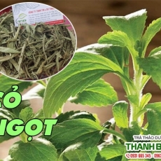 Địa điểm bán cây cỏ ngọt chữa chứng mụn trứng cá uy tín chất lượng nhất