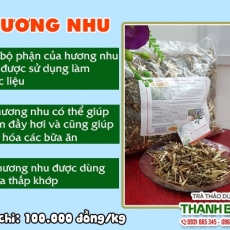 Địa điểm bán cây hương nhu chữa cảm mùa hè uy tín chất lượng nhất