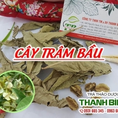 Địa điểm bán cây trâm bầu tại Hà Nội giúp điều trị ung thư hiệu quả tốt nhất