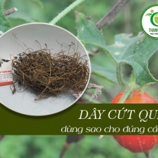Địa điểm bán dây cứt quạ chữa đau bụng kinh uy tín chất lượng nhất
