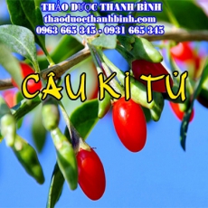 Địa điểm cung cấp câu kỉ tử tại Đồng Nai uy tín chất lượng