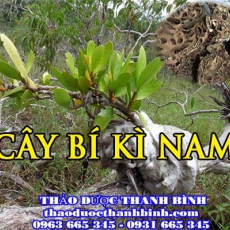 Địa điểm cung cấp cây bí kì nam tại Bình Dương uy tín chất lượng