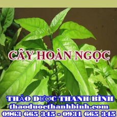 Địa điểm cung cấp cây hoàn ngọc tại Điện Biên uy tín chất lượng