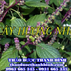 Địa điểm cung cấp cây hương nhu tại Đồng Nai uy tín chất lượng