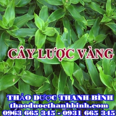 Địa điểm cung cấp cây lược vàng tại Điện Biên uy tín chất lượng