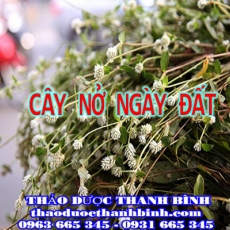 Địa điểm cung cấp cây nở ngày đất tại Cà Mau uy tín chất lượng