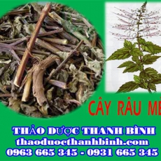 Địa điểm cung cấp cây râu mèo tại Cà Mau uy tín chất lượng