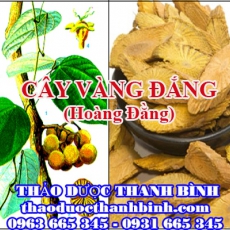 Địa điểm cung cấp cây vàng đắng tại Hải Dương uy tín chất lượng