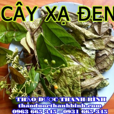 Địa điểm cung cấp cây xạ đen tại Bình Định uy tín chất lượng