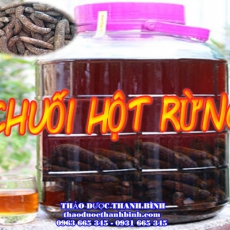 Địa điểm cung cấp chuối hột rừng tại Bà Rịa - Vũng Tàu uy tín chất lượng