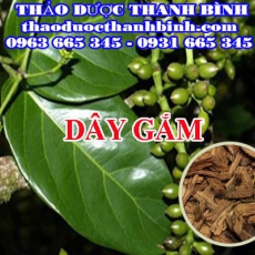 Địa điểm cung cấp dây gắm tại Đà Nẵng uy tín chất lượng