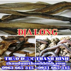 Địa điểm cung cấp địa long tại Hải Dương uy tín chất lượng