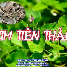 Địa điểm cung cấp kim tiền thảo tại Bà Rịa - Vũng Tàu uy tín chất lượng